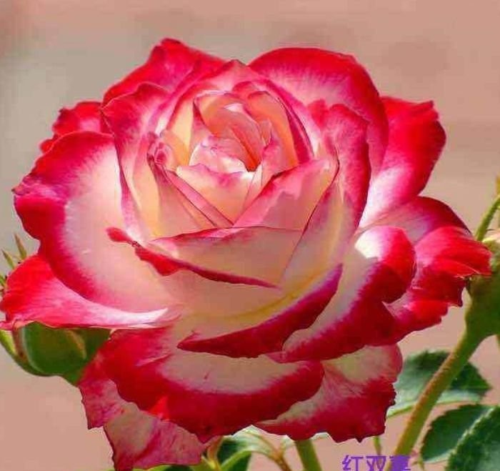 花卉|四种花常年开花易爆盆,被称为花卉界的劳模,好养活还不贵