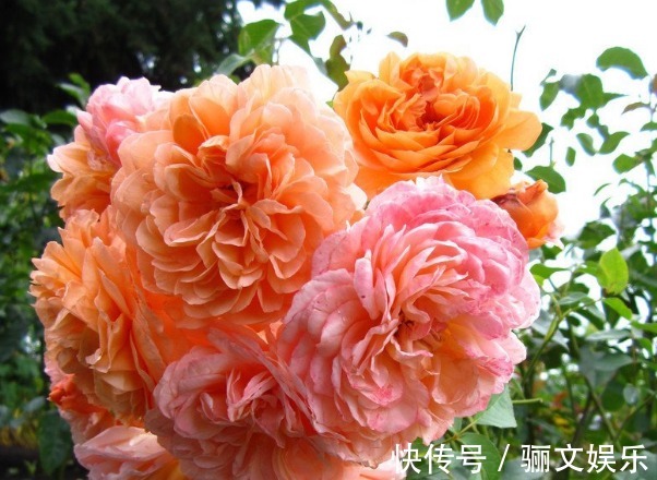 芳香|喜欢月季养盆“它”,花香胜玫瑰,四季反复开花,家养一盆值得