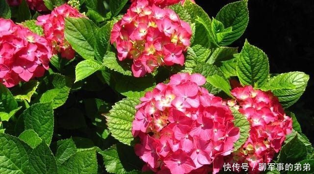 是因为|绣球花经常黄叶,养不好?那是因为养殖方法不对