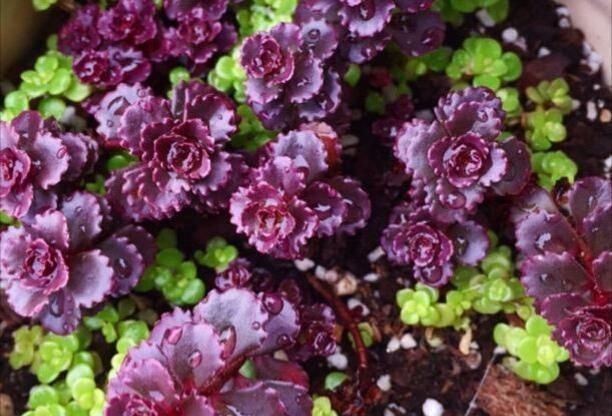 植株|这几种奶萌奶萌的治愈系小巧多肉,你家里有吗