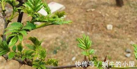 菜友|阳台种花椒，好看又好香，随吃随摘