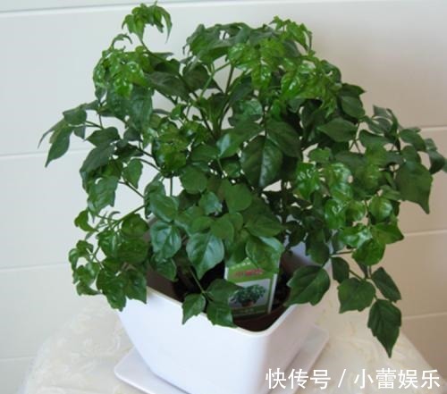 植物|养花遇见虫害怎么办用这6种肥水浇花,虫远离叶翠绿