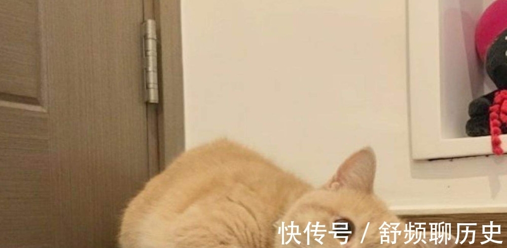 蛇精|《西游记》的神话剧情,里面猪妖、蛇精都有,为何没有出现猫妖?