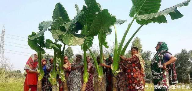 印度的芋头“开挂”,一颗重达几十斤