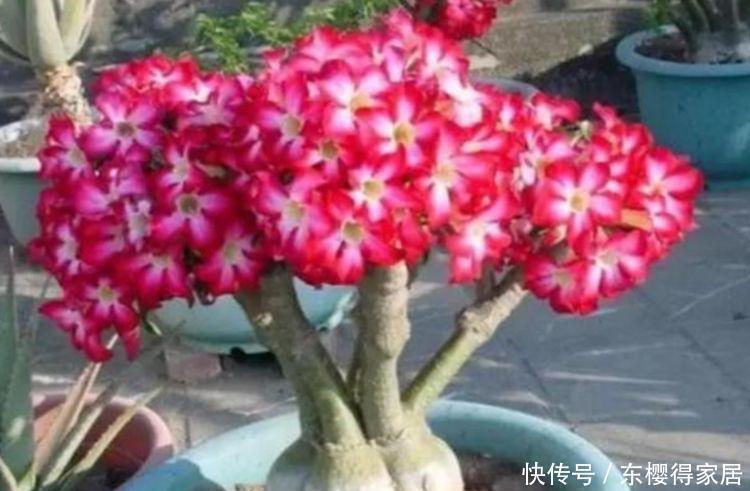 沙漠玫瑰|4种花是花中劳模，一年四季开花不断，一盆千百朵，枝头花苞满