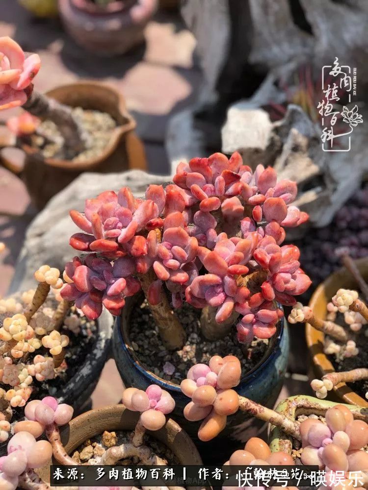 多肉花园梦青春正好,梦想趁早,别坐等自己变老!