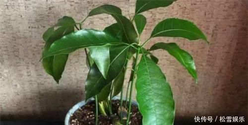 果子|两种水果,吃完籽儿留下,撒盆里,一年长成小盆栽,果子结满了