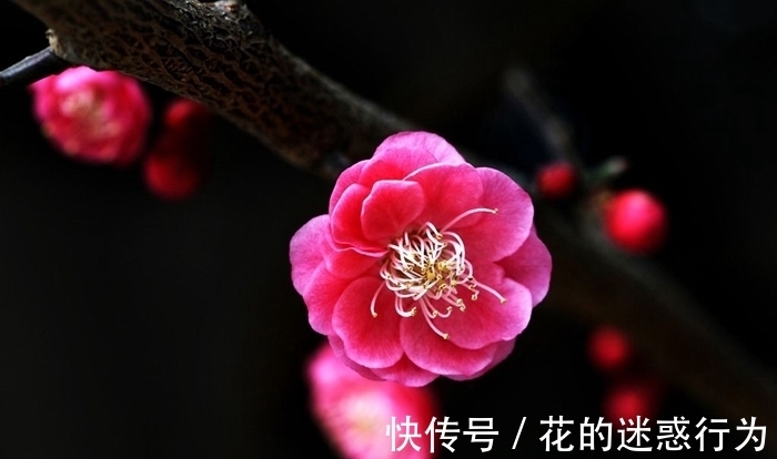 琉璃瓶！寻梅·芳魂（竹榭）