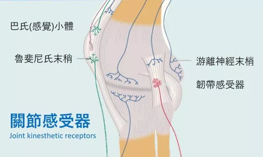 柔韧|保持四大机能，身体就不算老！延缓衰老，需坚持这一味“良药”