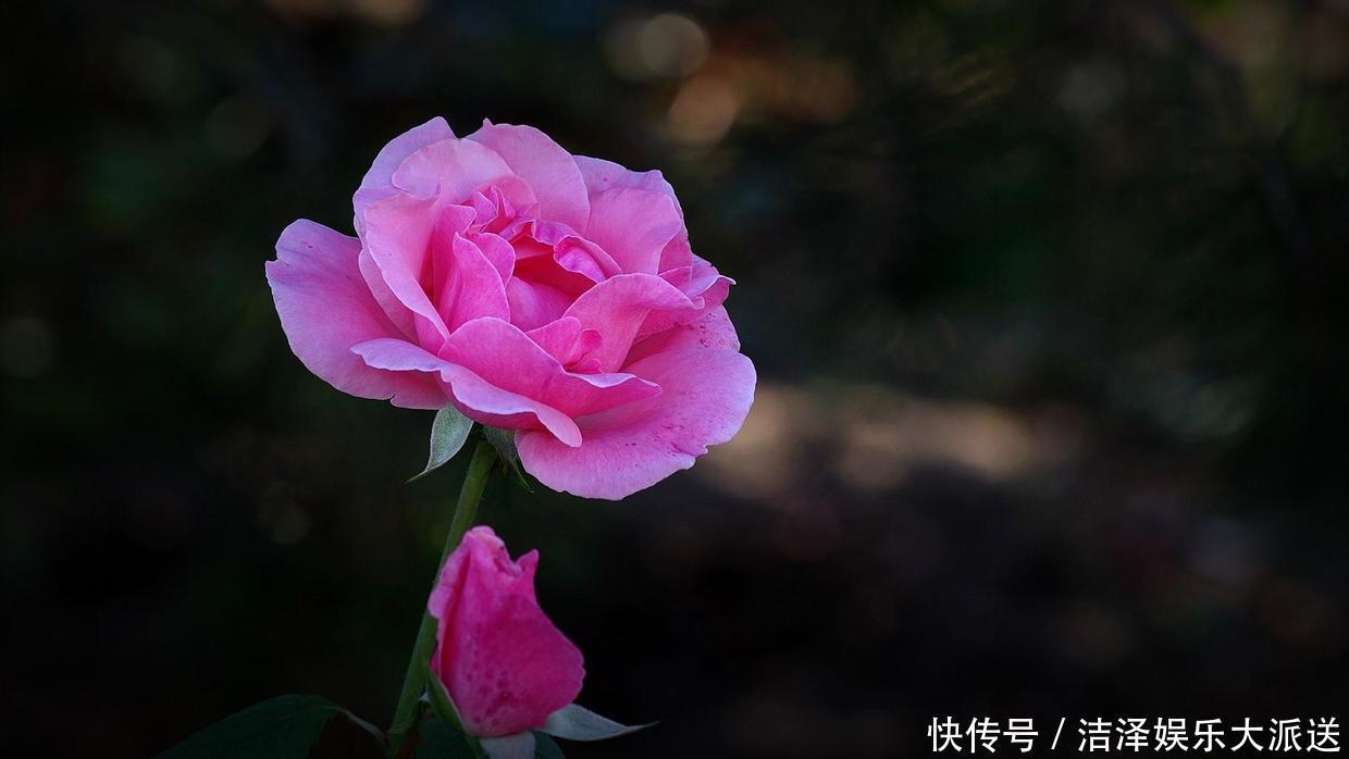 土壤|月季剪剪枝，蹭蹭长还不招虫，夏天开爆阳台！