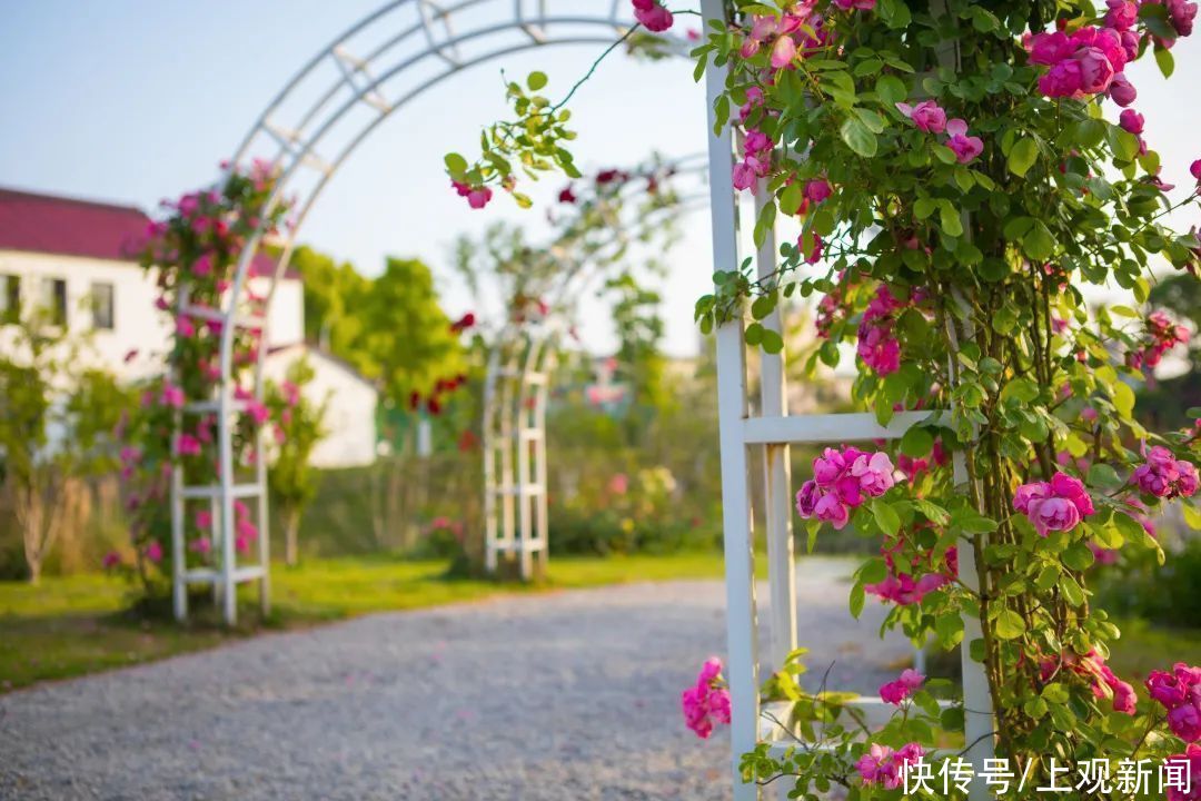 上师大|打卡！这里的繁花似锦，藏不住啦