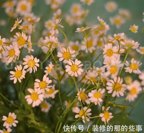 适合秋天种植的5种漂亮花,大气好养有格调,值得拥有