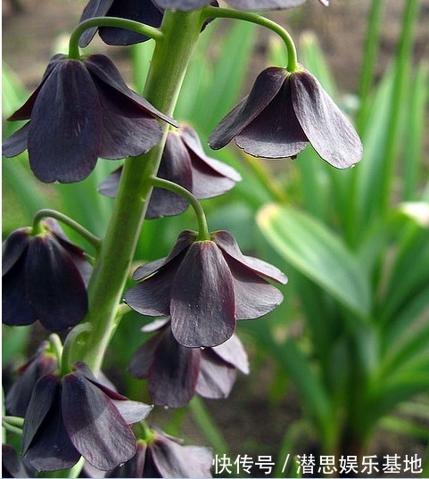 10种罕见的黑色花，都说很高贵，我怎么觉得诡异？