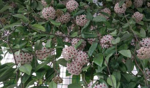 阳台杂乱无章又狭窄,不如盆栽这些花卉植物,美得如同花海仙境