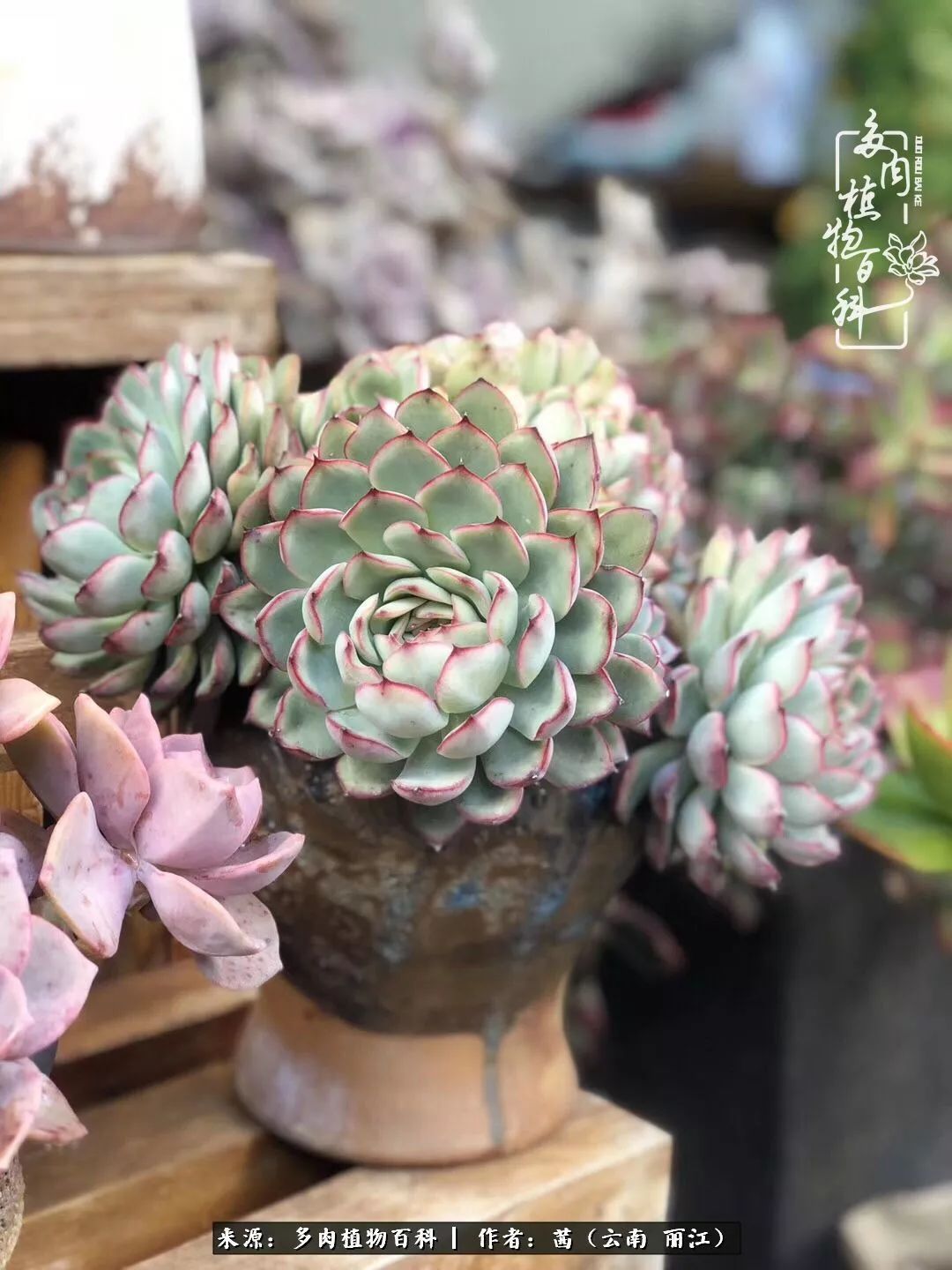 一年四季不同景，一院多肉陪我后半生！