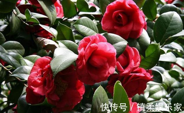 养花土壤不用买,路边捡点“烂树叶”,秒变营养土,省钱又省力