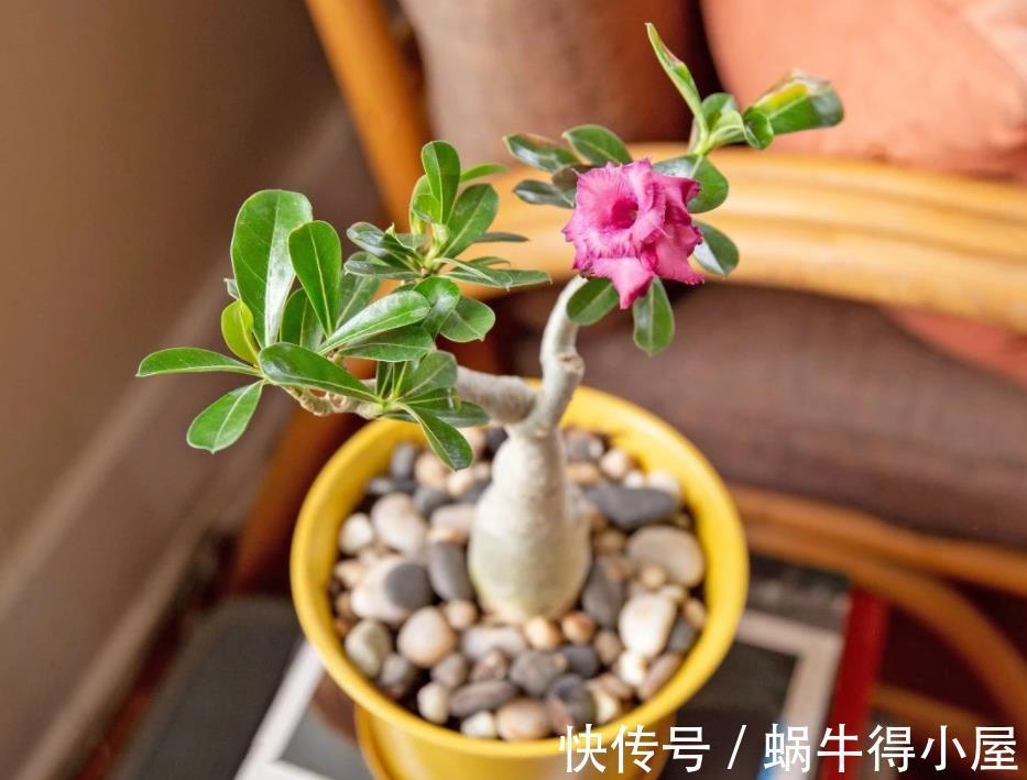 植株|盆栽沙漠玫瑰,6、7月趁早落实3点,花开满枝头,个大色艳