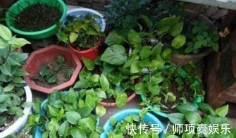 叶子|爱吃“油”的盆栽,你知道是什么吗只需喝2滴,1年养出百十盆