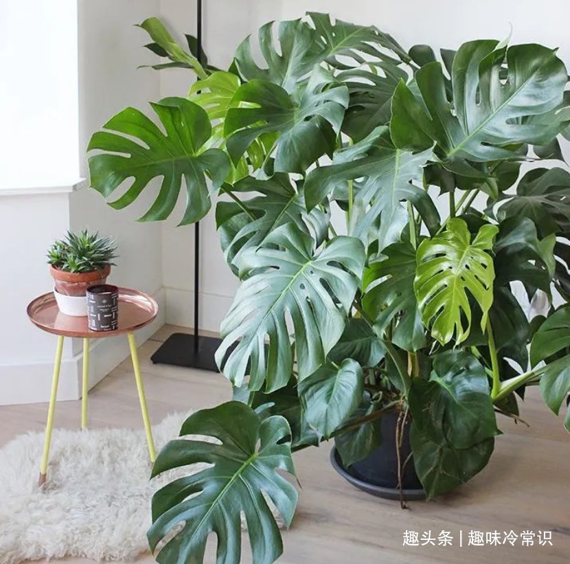 这五种喜欢水的植物，随便浇水都不怕，适合新手养