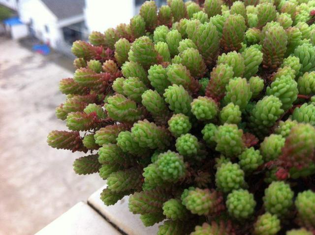 这种“杂草”被人当成多肉，叶片一簇簇，生命力强，可以养在家里