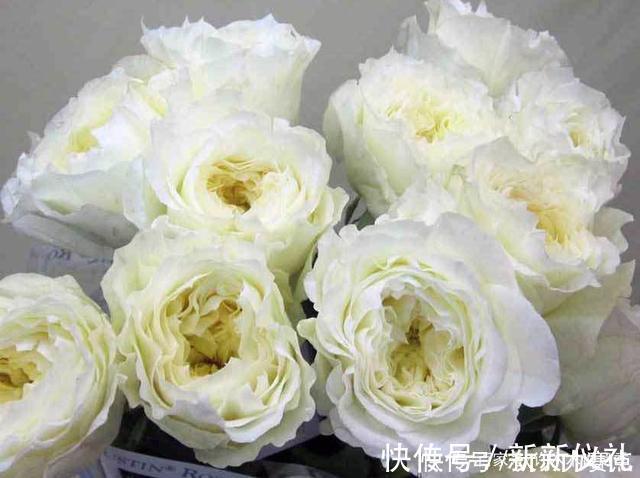 花型|25款勤花又好养的月季品种推荐。新手一定要来一颗,盆栽地栽都行