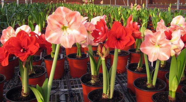 君子兰|埋一颗“洋葱头”在土里,浇水发芽好养活,比君子兰还要大气