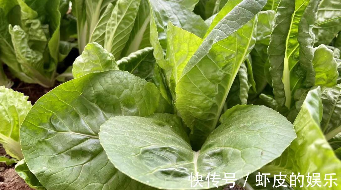 嫩过生菜，鲜过上海青，美过箭杆白，“快菜”才是好吃的大叶菜