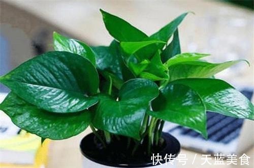 绿萝最喜欢“3种水”,不是淘米水,只需一点点,叶子绿的反光