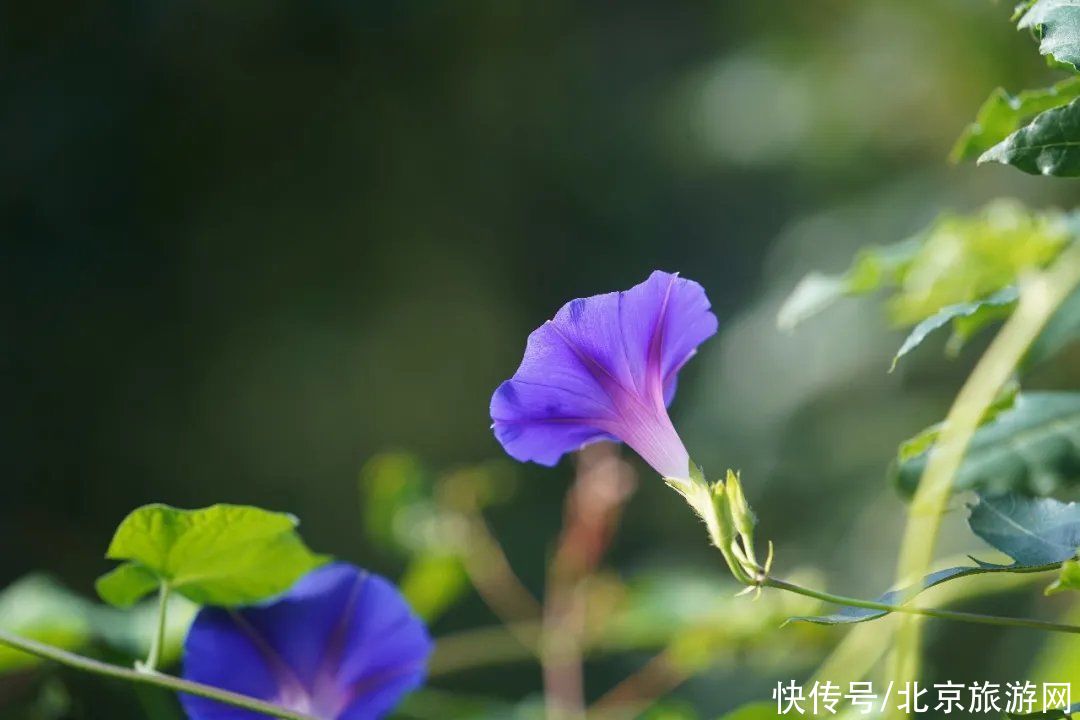 预约|翠隐鸣蝉，牵牛绕篱，来百望山采撷浅秋山光吧~