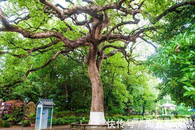 名胜古迹|江浙沪最美的“孤屿”，风景媲美鼓浪屿，门票25元去的人却很少