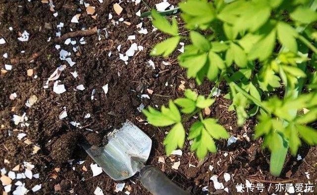 自己制作养花肥料,没那么难,三样东西到处都是,养花不错