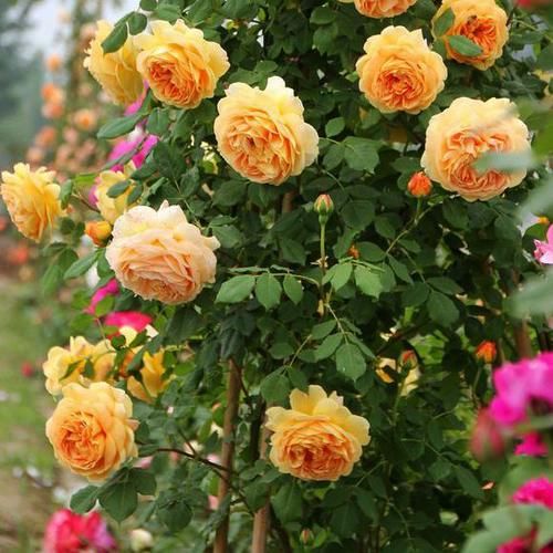 1种“大花”月季，花香浓郁，花大又美，重复开花，好看好养