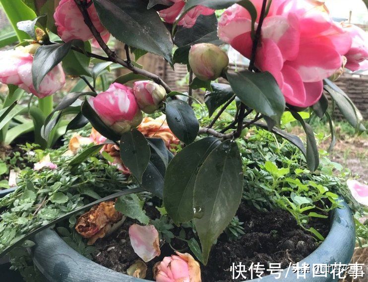 深秋养茶花，新手照着“4点”养，冬天有花赏，春节花大香浓