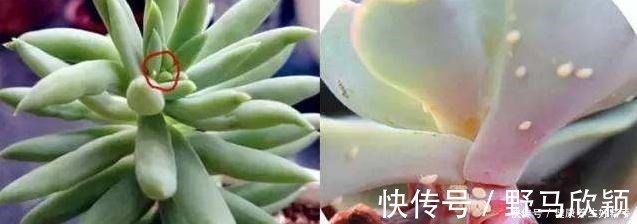 板结|多肉植物遇到这8种情况，需要翻盆换土，最后一种考验养功！