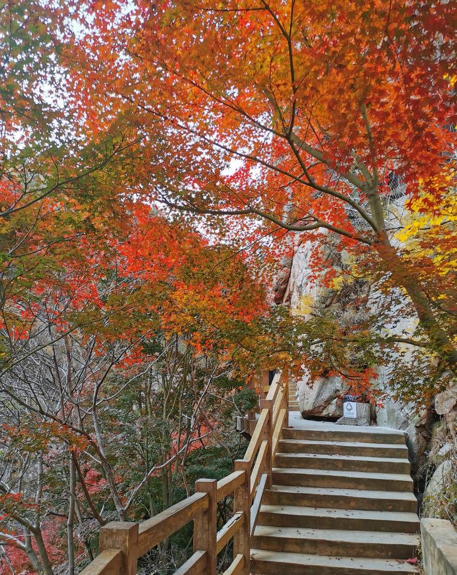 青岛市|秋游北九水