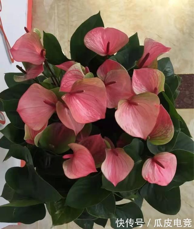 这4种漂亮的花,有点散光就能开得灿烂,天冷也不怕