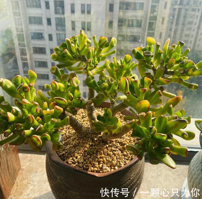 养多肉植物吸财树的注意事项