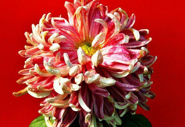 喜欢菊花,不如养盆“珍稀名菊”晚月莲香,养护容易,花叶俱美