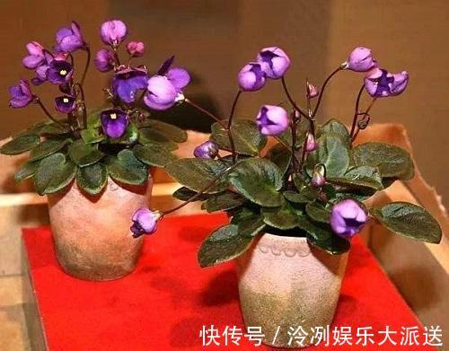 浇水|这2种花花期长又好养,光照不足也不影响,美化环境陶冶心情