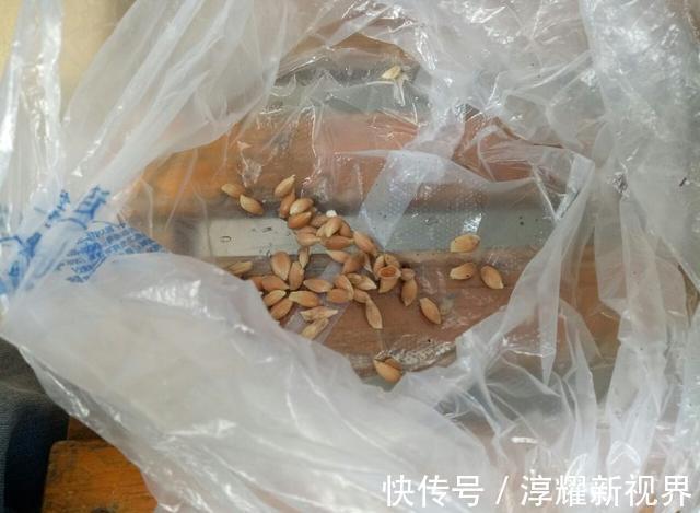 散光|不用再败家买小盆栽啦,吃过的柠檬简单处理下,一个月葱葱郁郁