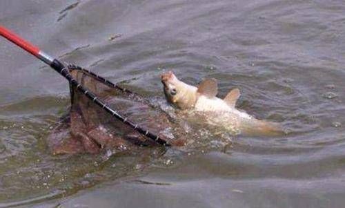 饵料|野钓打窝就用它,窝料入水就有鱼进窝,大鱼都排着队上钩