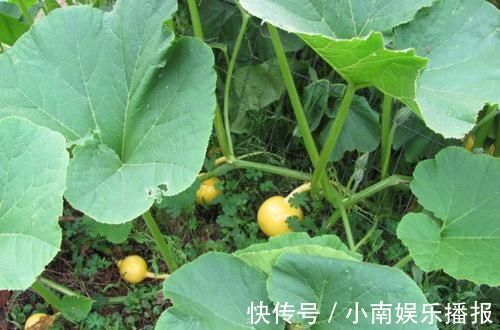 南瓜|最早的南瓜长什么样?虽然只有1万年,但已经和餐桌上的完全不同