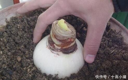 开花|朱顶红开花之后,一个“小动作”,又开一茬花,花大色艳特别美