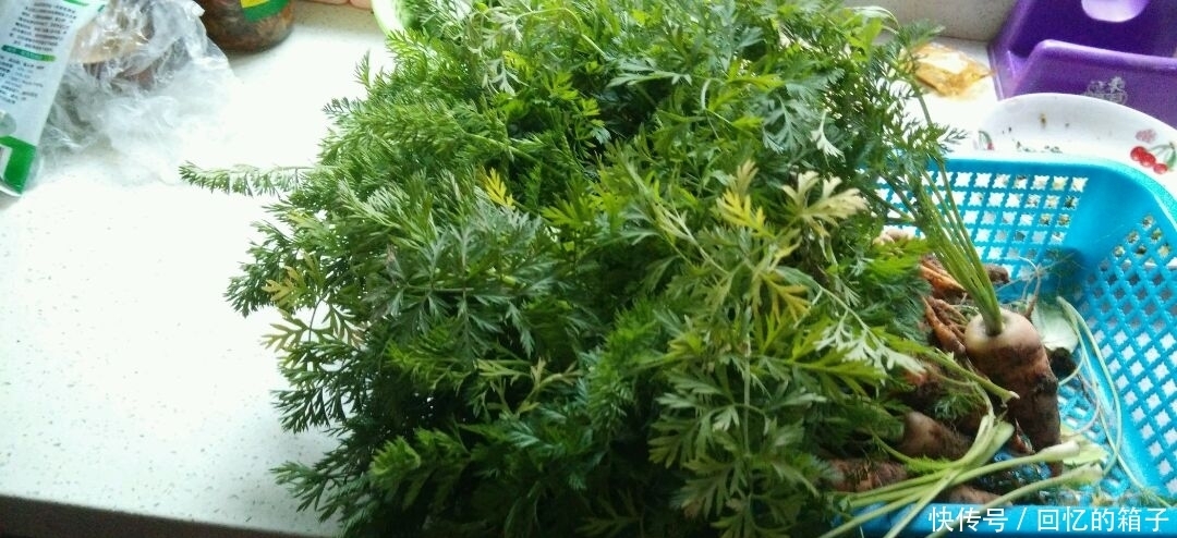 皮肤|女性不想肚子鼓鼓，常吃此菜，清肠油，赶走大肚子，皮肤更细腻