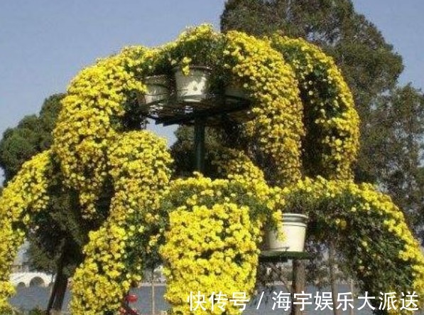 盆花|新手养花，不如养盆花中精品“悬崖菊”，姿态优美，开花繁密