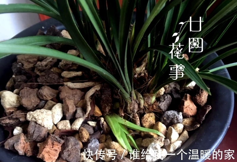 鳞茎|兰花发芽了,花友却又爱又恨,老师傅:这是海底芽