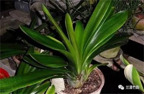 君子兰怎么养：君子兰夏天怎么浇水，早晚各一次注意盆内不宜有积水