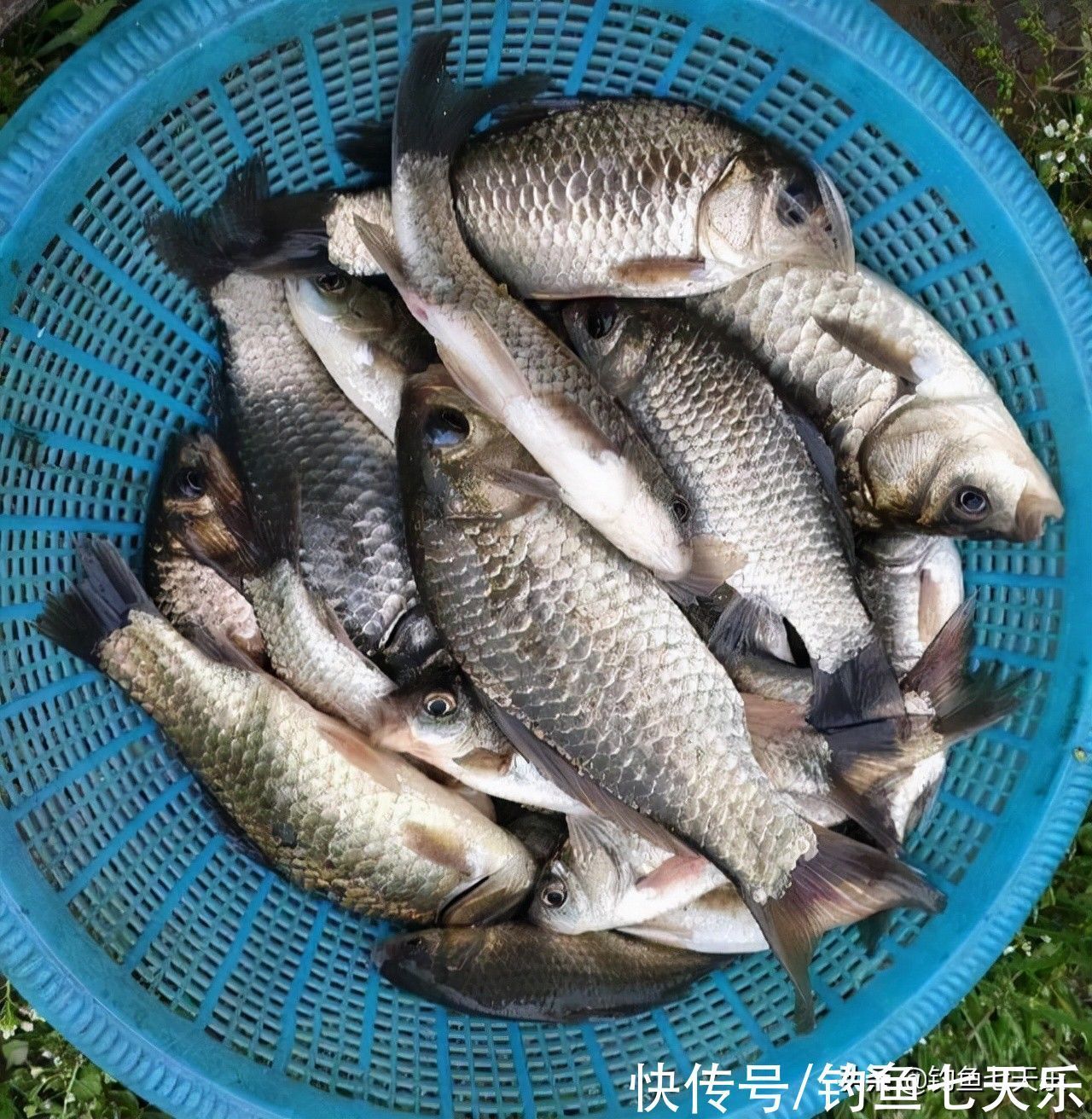 邓刚|冬季钓鲫鱼,为何钓王邓刚频频连竿,你却老走空?有三点很重要