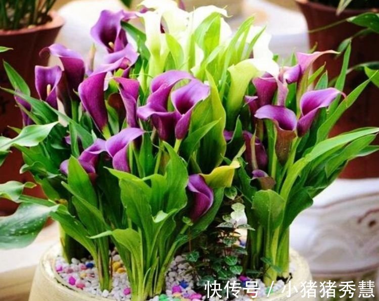 大岩桐花|4种花是爆盆“能手”，好远都能闻到它的香，还好养又漂亮！