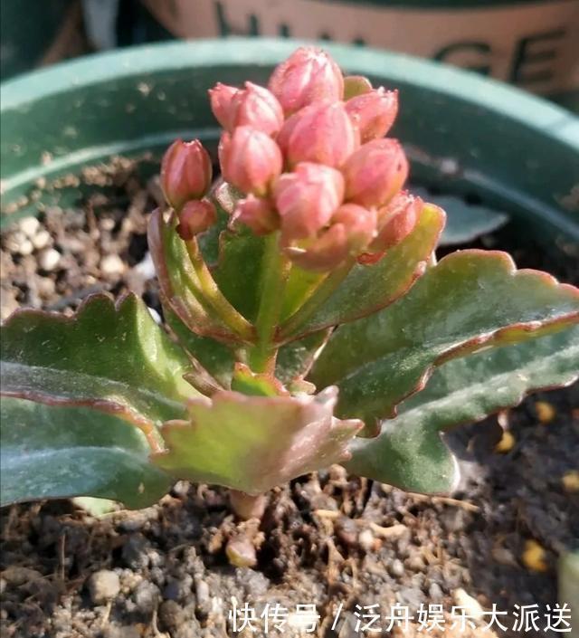 长寿花的花苞长得很少是怎么回事儿?注意这“4点”,让花苞满头